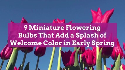 9 Miniature Flowering Bulbs That Add a Splash of Welcome Color in Early Spring