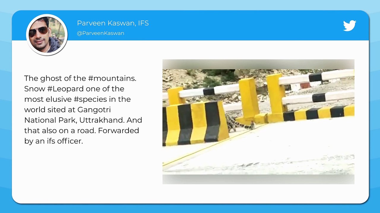 Endangered Snow Leopard Takes a Stroll in Uttarakhands Nelong Valley