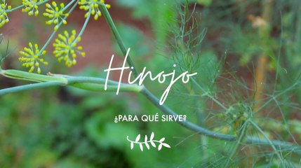 Hinojo para que sirve - Propiedades Medicinales