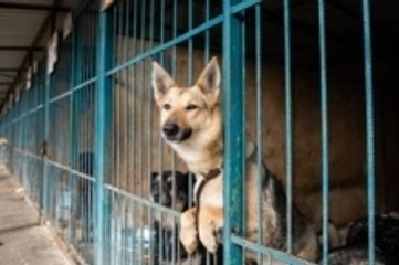 10 Reasons Rescue Dogs Make the Best Pets