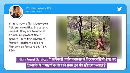 Tigers Fight Over A Tigress: बाघिन के लिए लड़ पड़े दो बाघ, Video Viral