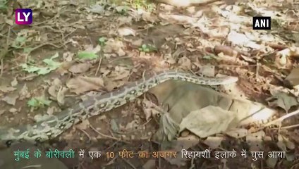 मुंबई के बोरीवली से 10 फीट लंबा अजगर पकड़ा गया, लोगों में फैली दहशत