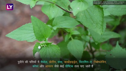 Health Benefits Of Peppermint Leaves: पुदीने की पत्तियों के हैं कई फायदे, ये रोग होते हैं दूर