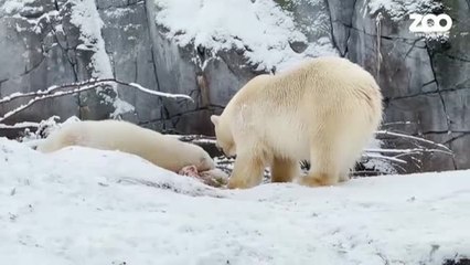 Una cachorra de oso polar del zoo de Copenhague exige la atención constante de su madre