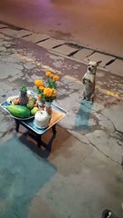 Pup Uses Paws to Ask for Food