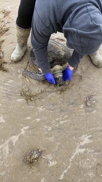 Saving Cold Stunned Turtles at Boca Chica Beach