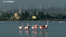 Chumbo de caçadeira envenena flamingos de Lárnaca