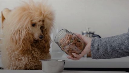 What Time of Day Should You Feed Your Dog?
