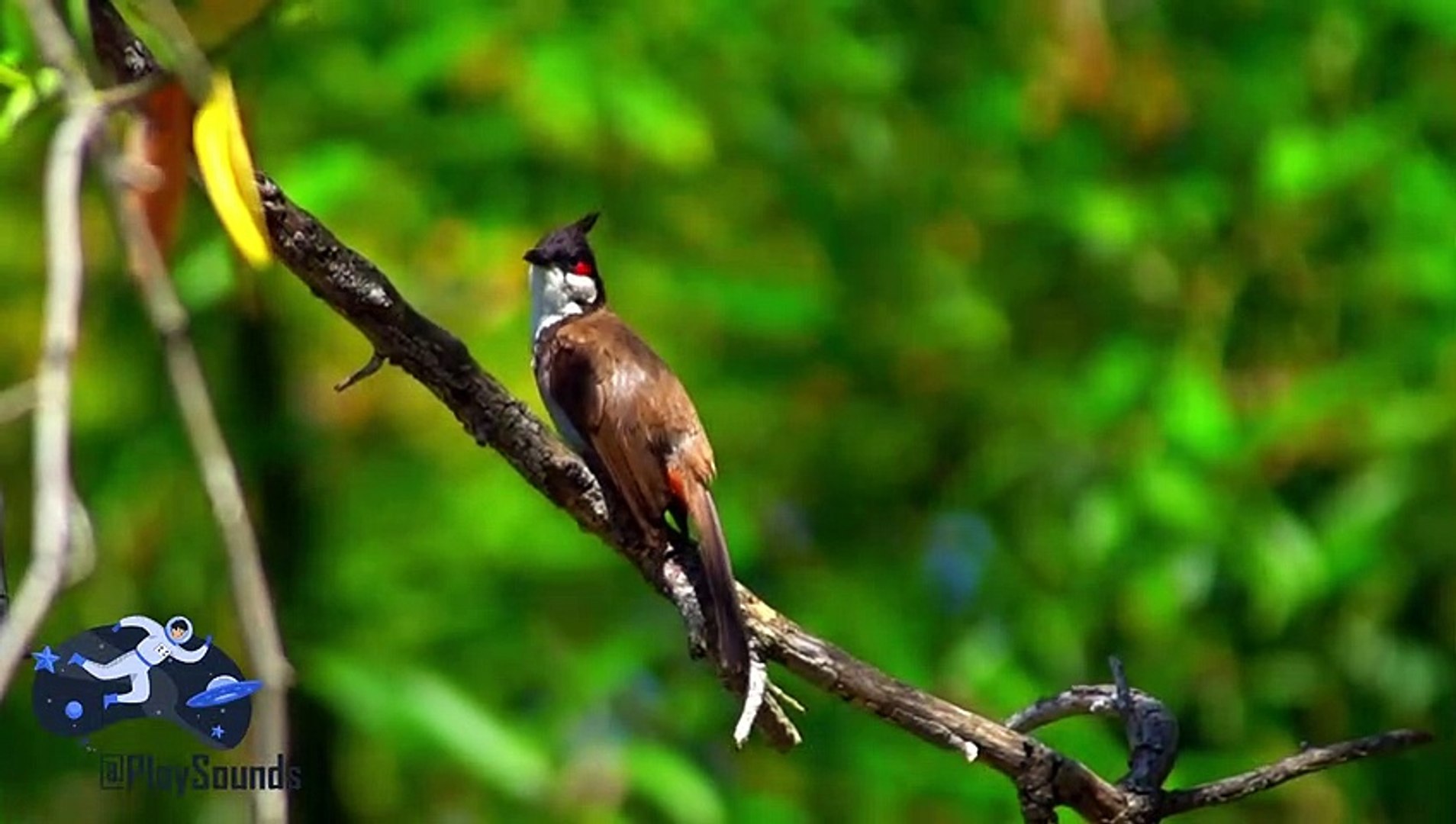 Escuchar Sonidos De La Naturaleza Para Relajarse Sonidos de aves en la naturaleza ▷ Música para dormir - Vídeo Dailymotion