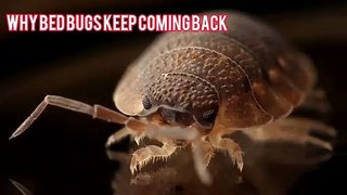 Why Bed Bugs Keep Coming Back