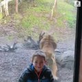 بالفيديو.. حائط زجاجي يحول دون التهام نمر لطفل في حديقة الحيوان