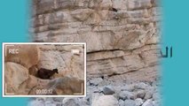 في مهمة عاجلة بالفيديو :إنقاذ ماعز عالقة على ارتفاع 55 متراً في جبل جيس منذ 6 أيام