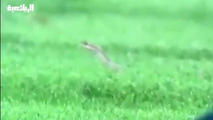 ثعبان في أرض الملعب بالدوري السعودي