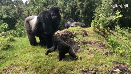 رواندا.. 60 دقيقة وجهاً لوجه مع الغوريلا الجبلية