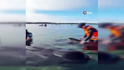 Yeni Zelanda’da 49 pilot balina karaya vurdu