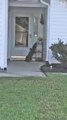 بالفيديو.. تمساح يقرع جرس باب منزل امرأة في كارولينا الأميريكة