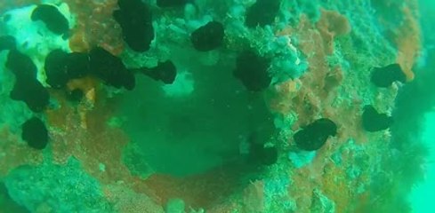 حماية البيئة