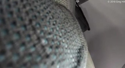 بالفيديو.. لحظة اصطدام طير بمحرك طائرة