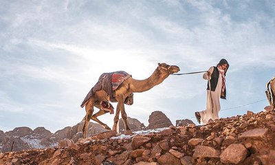 الثلوج تتساقط على ظهور الجمال في السعودية