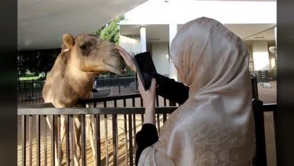 بالفيديو.. تعرف إلى حديقة "أم الامارات"
