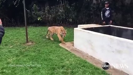 Lewis Hamilton Scares a Tiger_HIGH