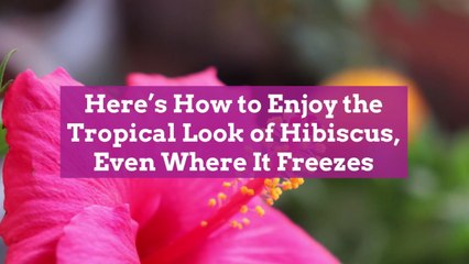 Here's How to Enjoy the Tropical Look of Hibiscus, Even Where It Freezes