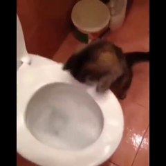 Funniest Cats (Mutlu Hayvanlar ) - Don't try to hold back Laughter  - Funny Cats Life