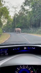 Wild Elephant Crosses Road Right in Front of Car