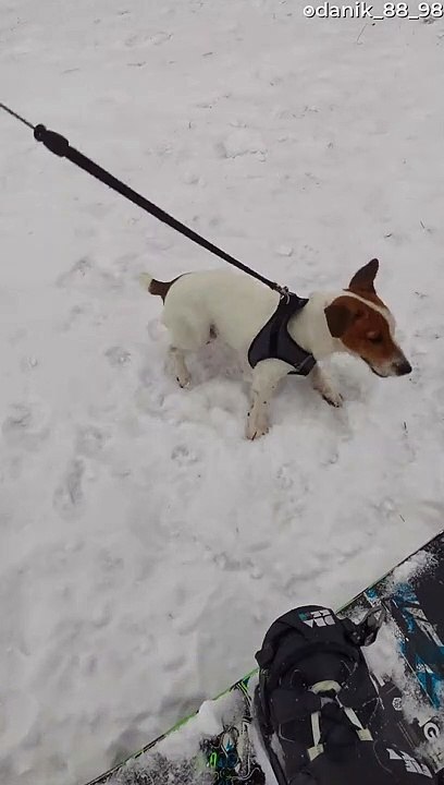 Sprinting Pup Pulls Snowboarder