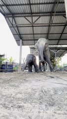Happy Elephants Groove to a Tune