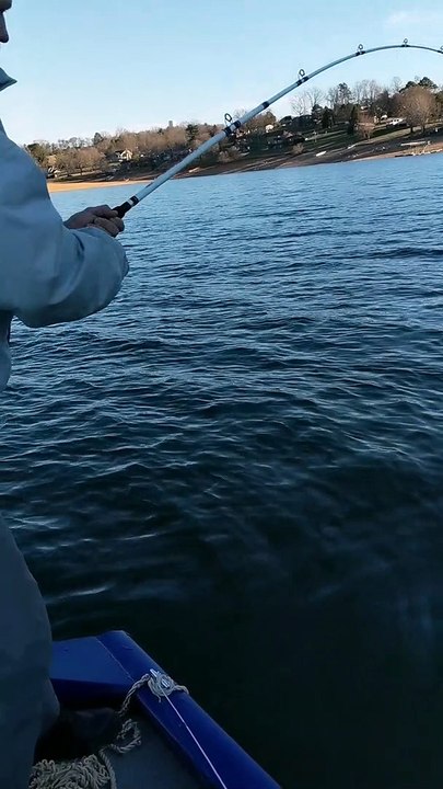 Giant Tennessee Paddlefish