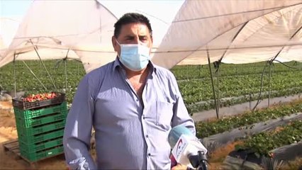 Llegan a España miles de temporeras marroquíes con PCR negativa para trabajar en la fresa