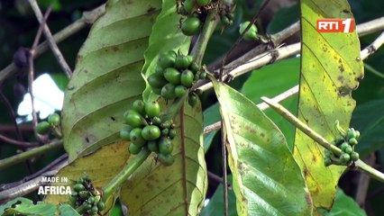 Tải video: Made In Africa : Les défis de la filière café en Côte d'Ivoire