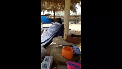 Birds Make Some Friends for Snacks at the Beach