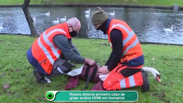 Rússia detecta primeiro caso de gripe aviária H5N8 em humanos