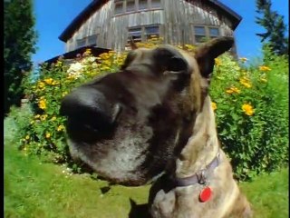 Baby Einstein - Animals Around Me - Violet's Animal Portraits (2010)