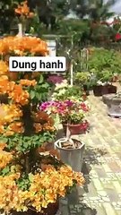 Views bougain villea nice hoa giấy cùng ngắm sắc màu