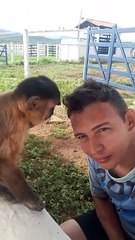 Monkey Cleaning my Head