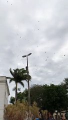Flock of Swallows Fills the Skies
