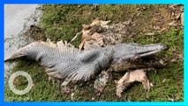 Alligator Gar: Makhluk ½ ikan ½ reptil kejutkan warga Singapura - TomoNews