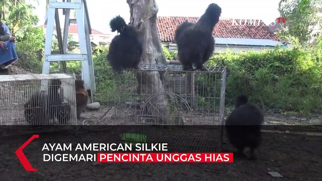 Pesona Ayam American Silkie, Menggemaskan Para Pencinta Unggas