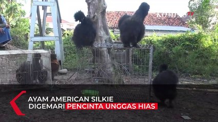 Pesona Ayam American Silkie, Menggemaskan Para Pencinta Unggas