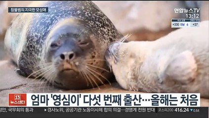 '엄마가 지켜줄게'…참물범의 지극한 모성애 화제