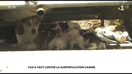 Chiens errants : Faaa passe à l'action