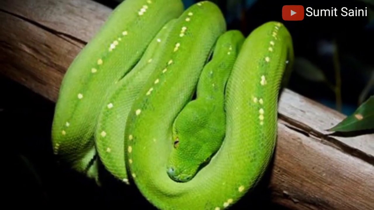 सांपों की रोचक जानकारी || Interesting information about snakes || Sumit Saini IQ