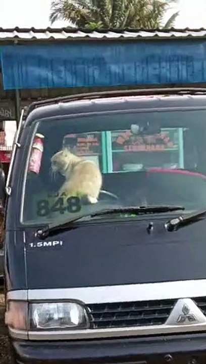 Cat Stuck in Car Honks Horn for Attention