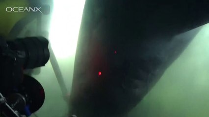 Un requin géant tourne autour d'un sous-marin
