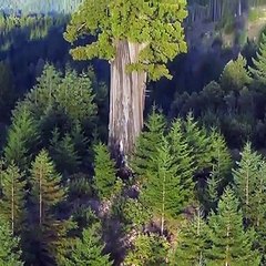 Voici l'arbre le plus haut du monde et il se trouve en Californie !