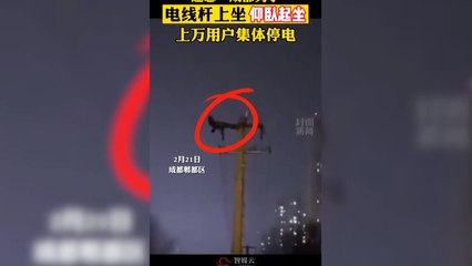 Mann macht Sit-ups auf Strommast - Zehntausende ohne Strom