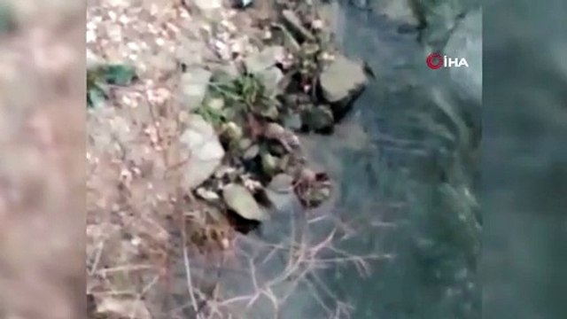 Nesli tükenmekte olan su samurları balık avlarken görüldü